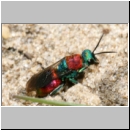 Hedychrum nobile - Sand-Goldwespe 11 bei Cerceris arenaria.jpg